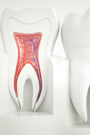 3D illustration of inside of tooth and root canals